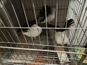 Fantail Telmark