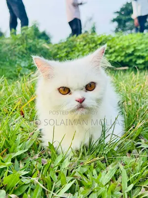 ৩-৬ মাসের ফিমেল পিওরব্রেড পার্সিয়ান