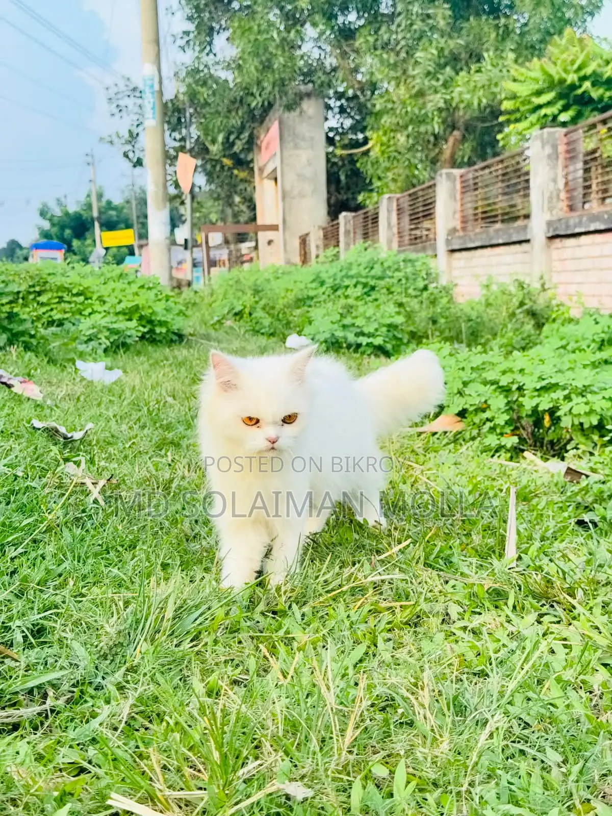 ৩-৬ মাসের ফিমেল পিওরব্রেড পার্সিয়ান