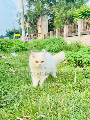 ৩-৬ মাসের ফিমেল পিওরব্রেড পার্সিয়ান