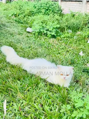 ৩-৬ মাসের ফিমেল পিওরব্রেড পার্সিয়ান