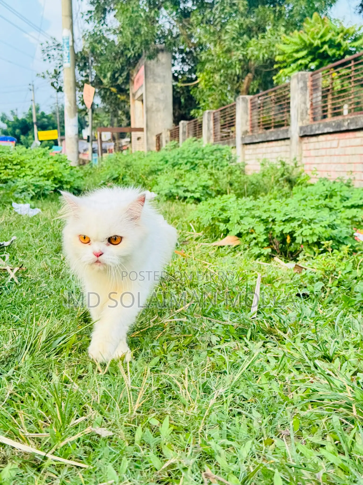 ৩-৬ মাসের ফিমেল পিওরব্রেড পার্সিয়ান