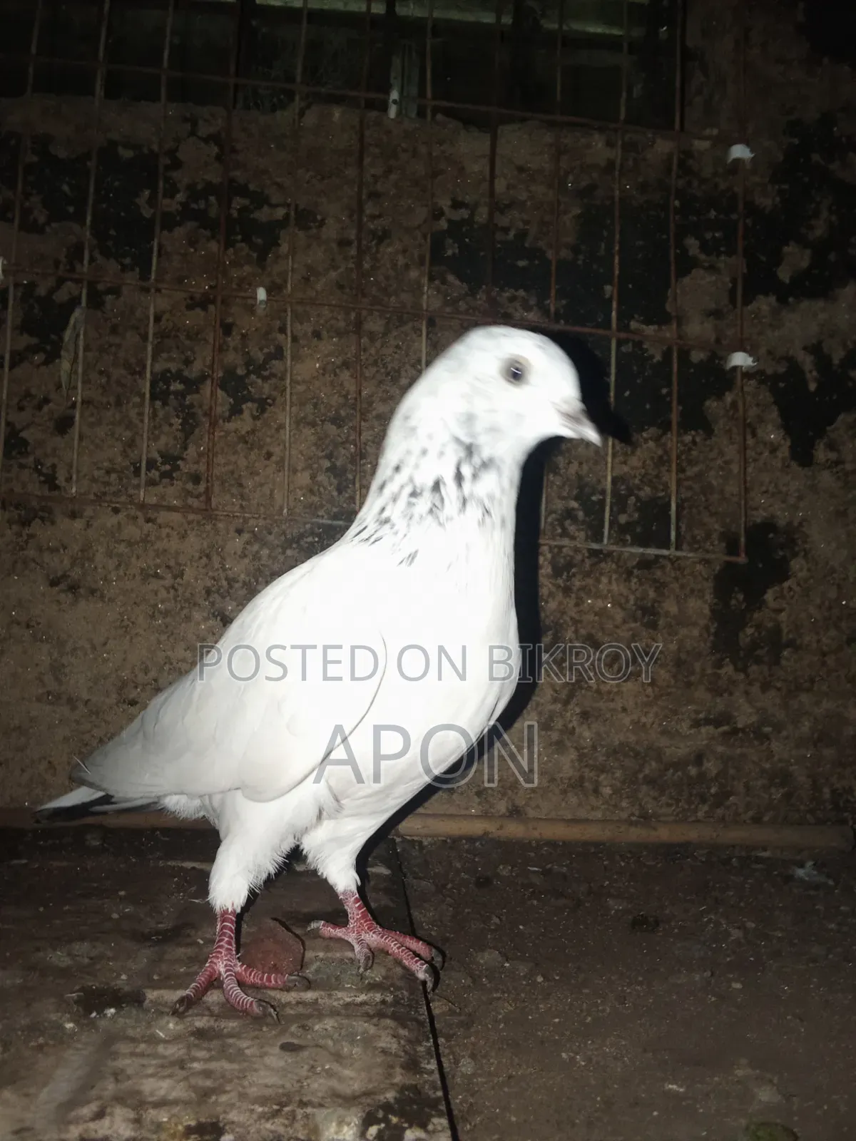 bird sell