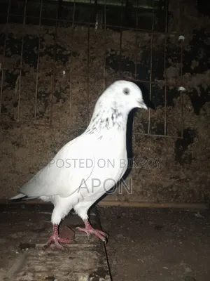 bird sell