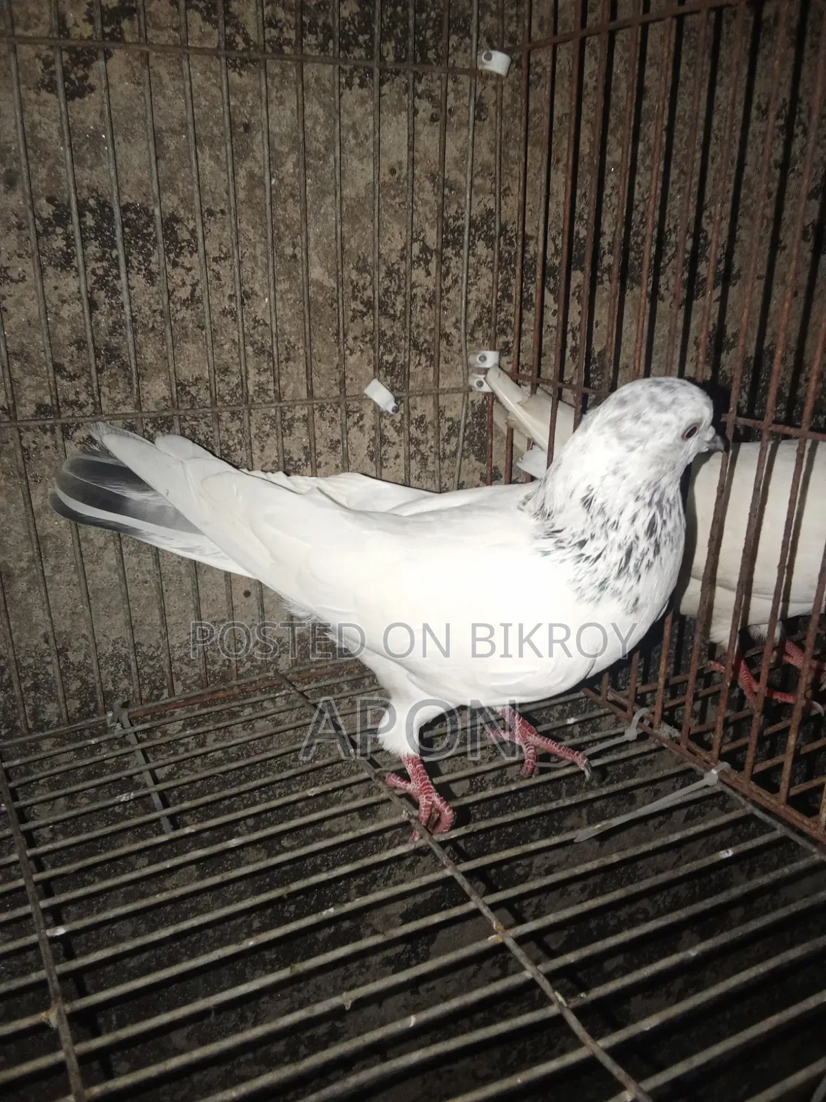 bird sell