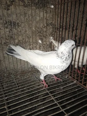 bird sell