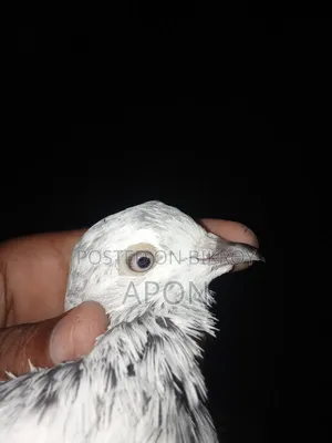 bird sell