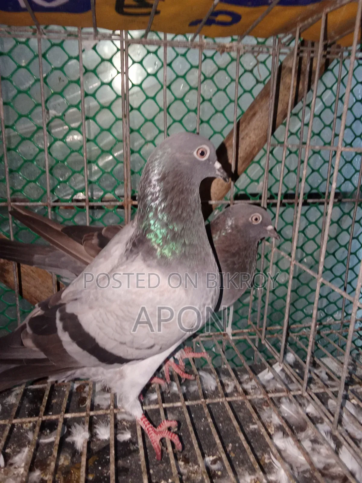 Bird Sell