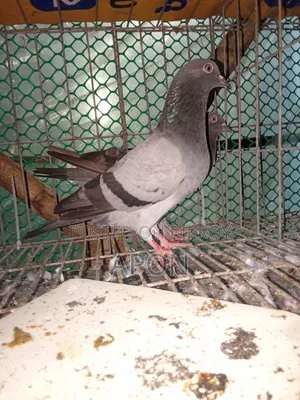 Bird Sell