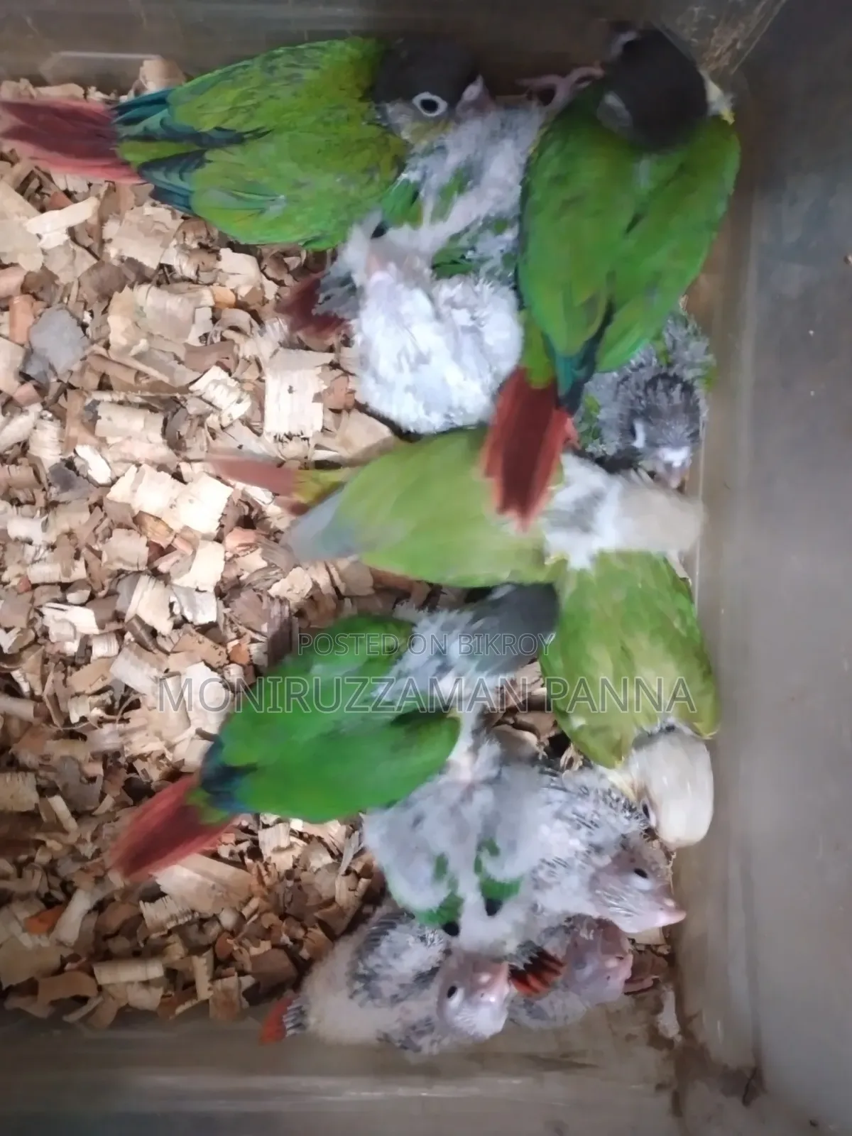 Conure Baby