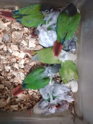 Conure Baby