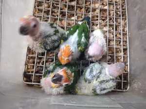 Conure Baby