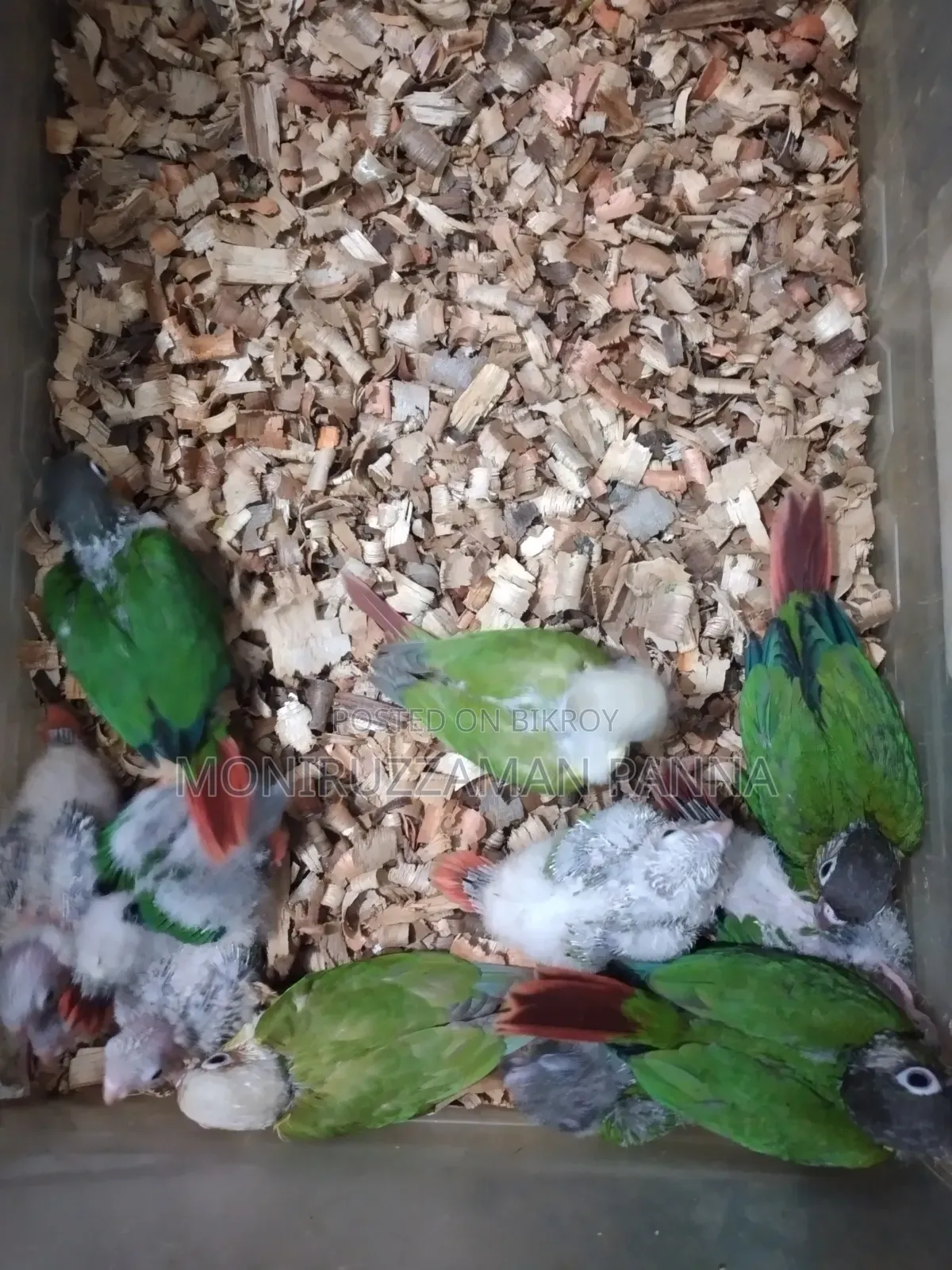 Conure Baby