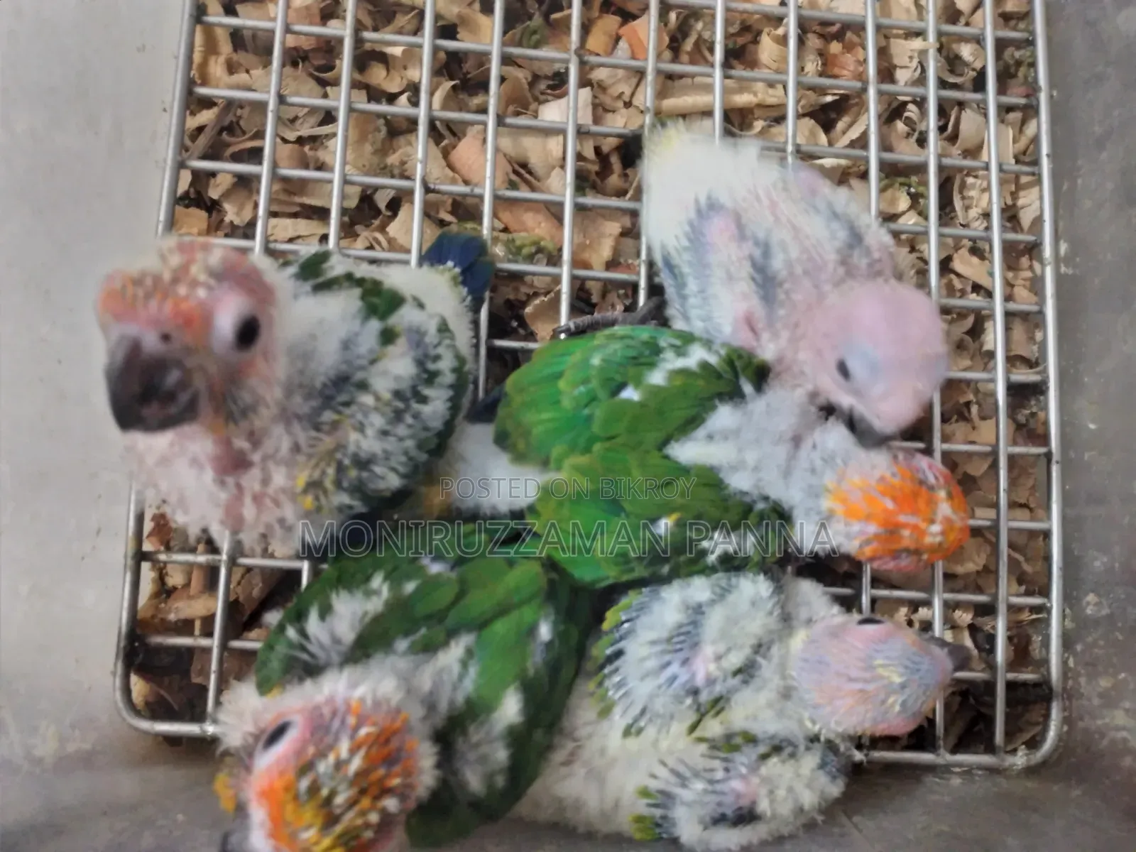 Conure Baby