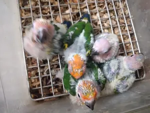 Conure Baby