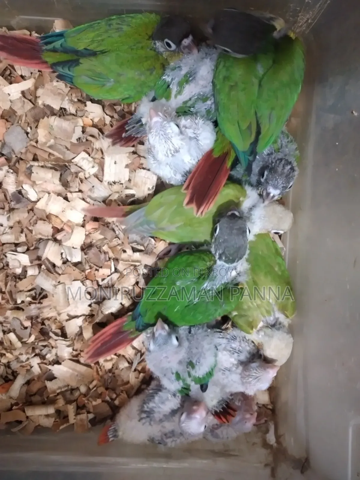 Conure Baby