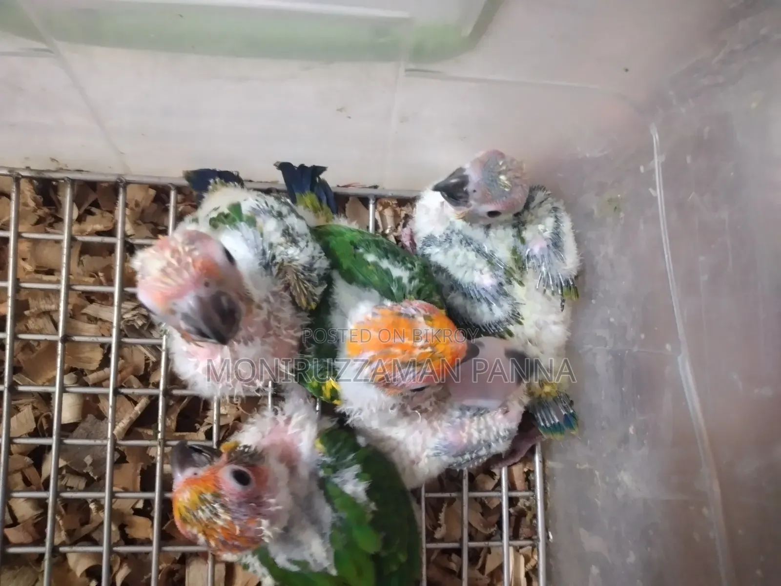 Conure Baby