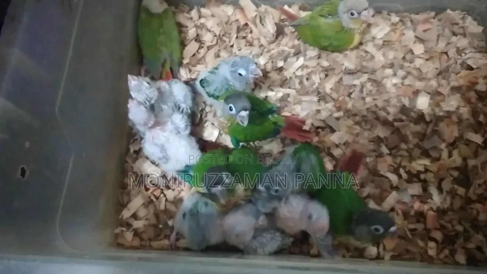 Conure Baby