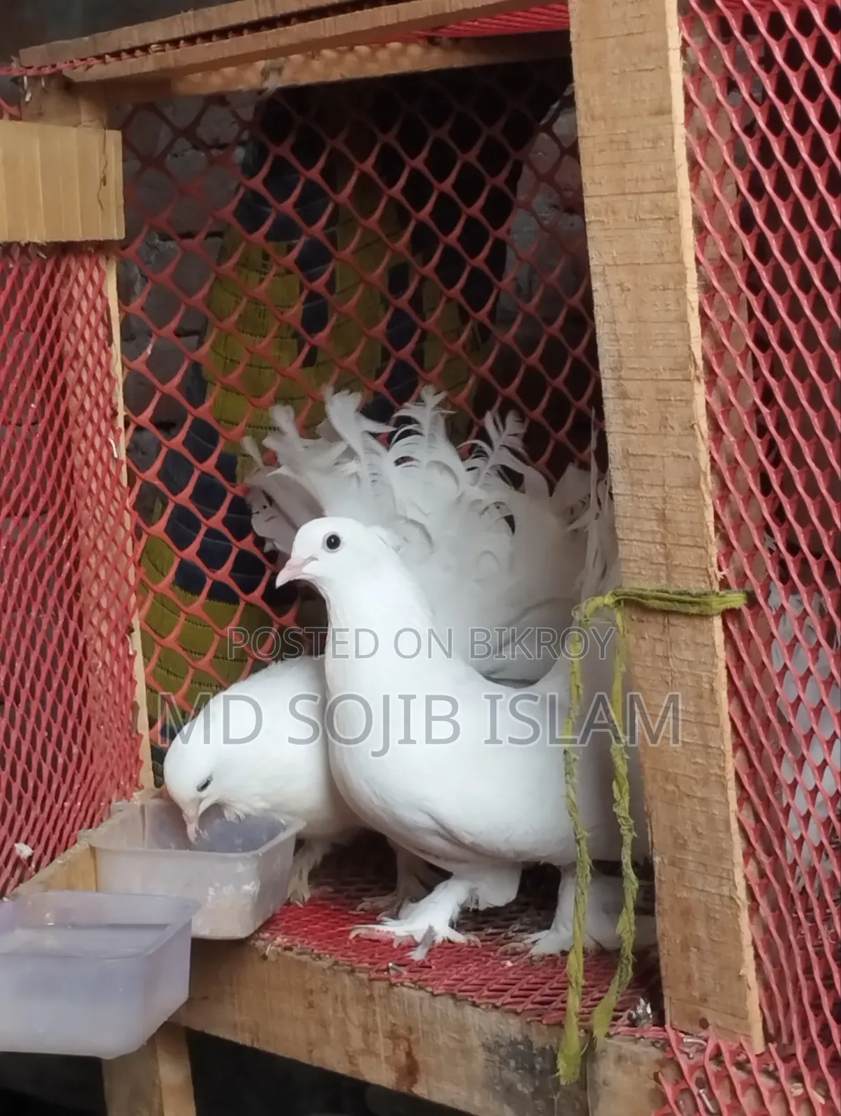 Fantail Lokkha Pair