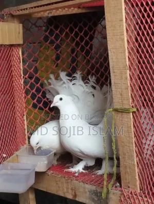 Fantail Lokkha Pair