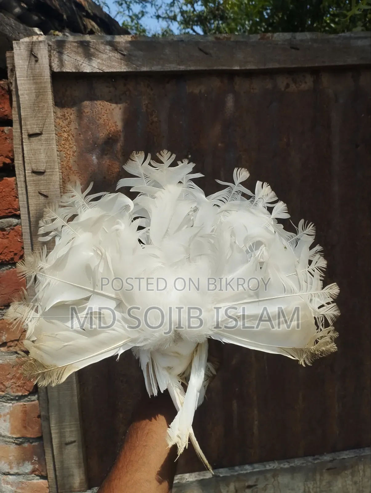 Fantail Lokkha Pair