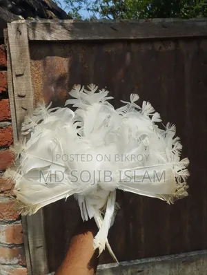 Fantail Lokkha Pair