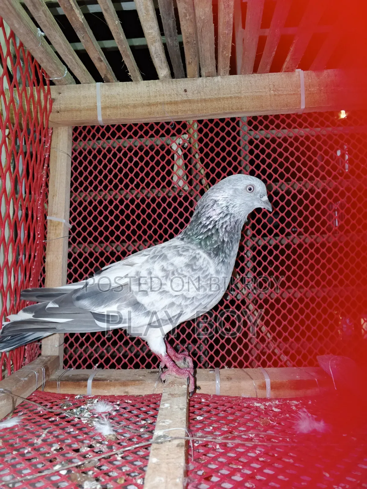 সিলভার নর কবুতর সেল হবে