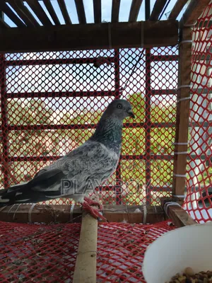 সিলভার নর কবুতর সেল হবে