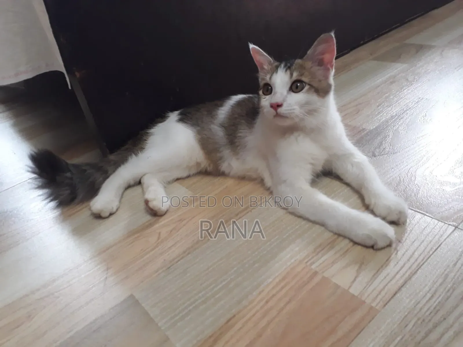 1+ year Male Mixed Breed Persian