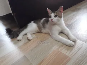 ১+ বছরের পুরুষ মিশ্র জাতের পার্সিয়ান