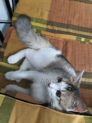 1+ year Male Mixed Breed Persian