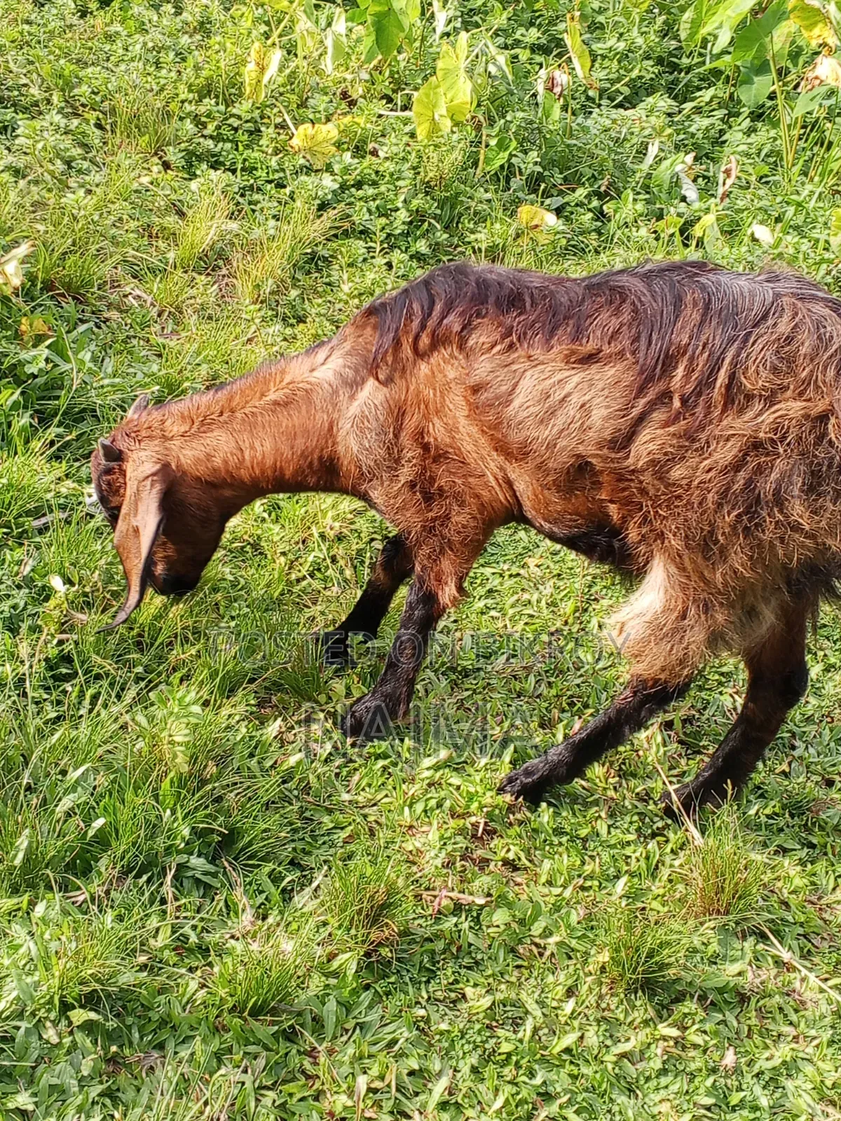 Female Goat for Sale