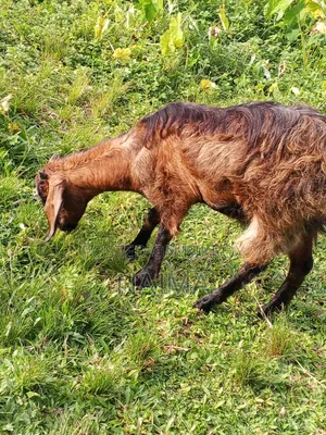Female Goat for Sale