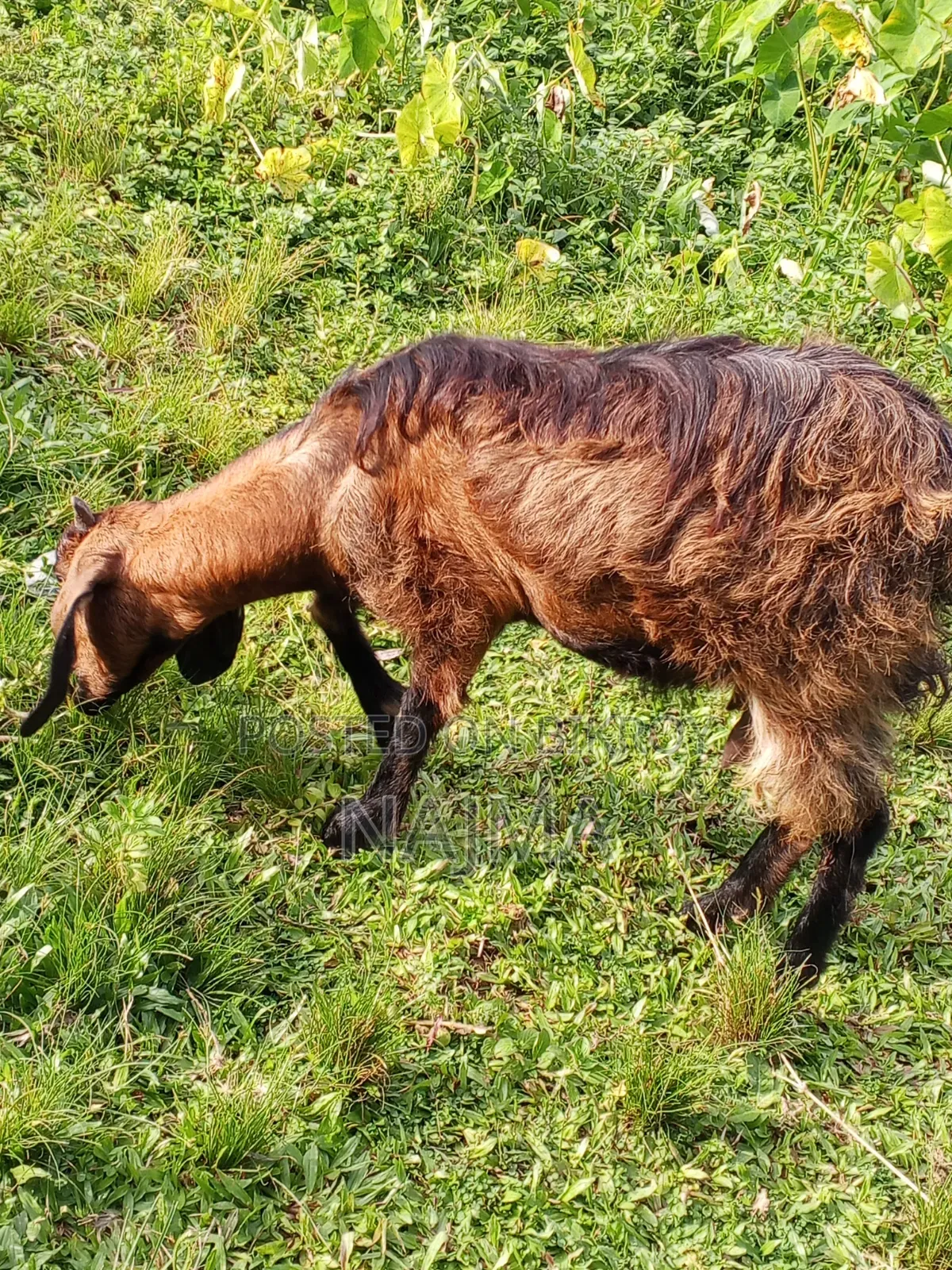 Female Goat for Sale