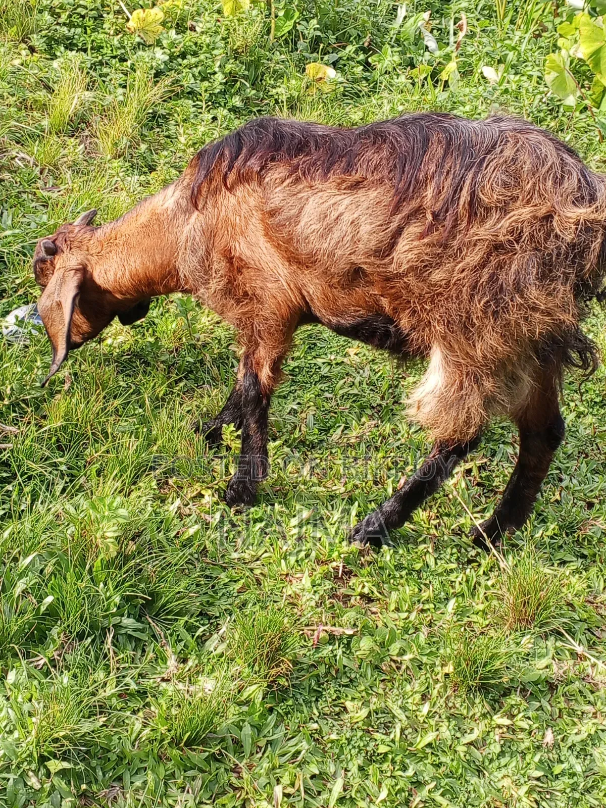 Female Goat for Sale