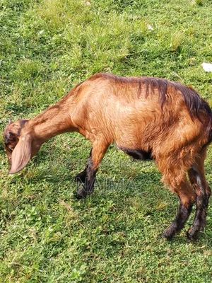 Female Goat for Sale