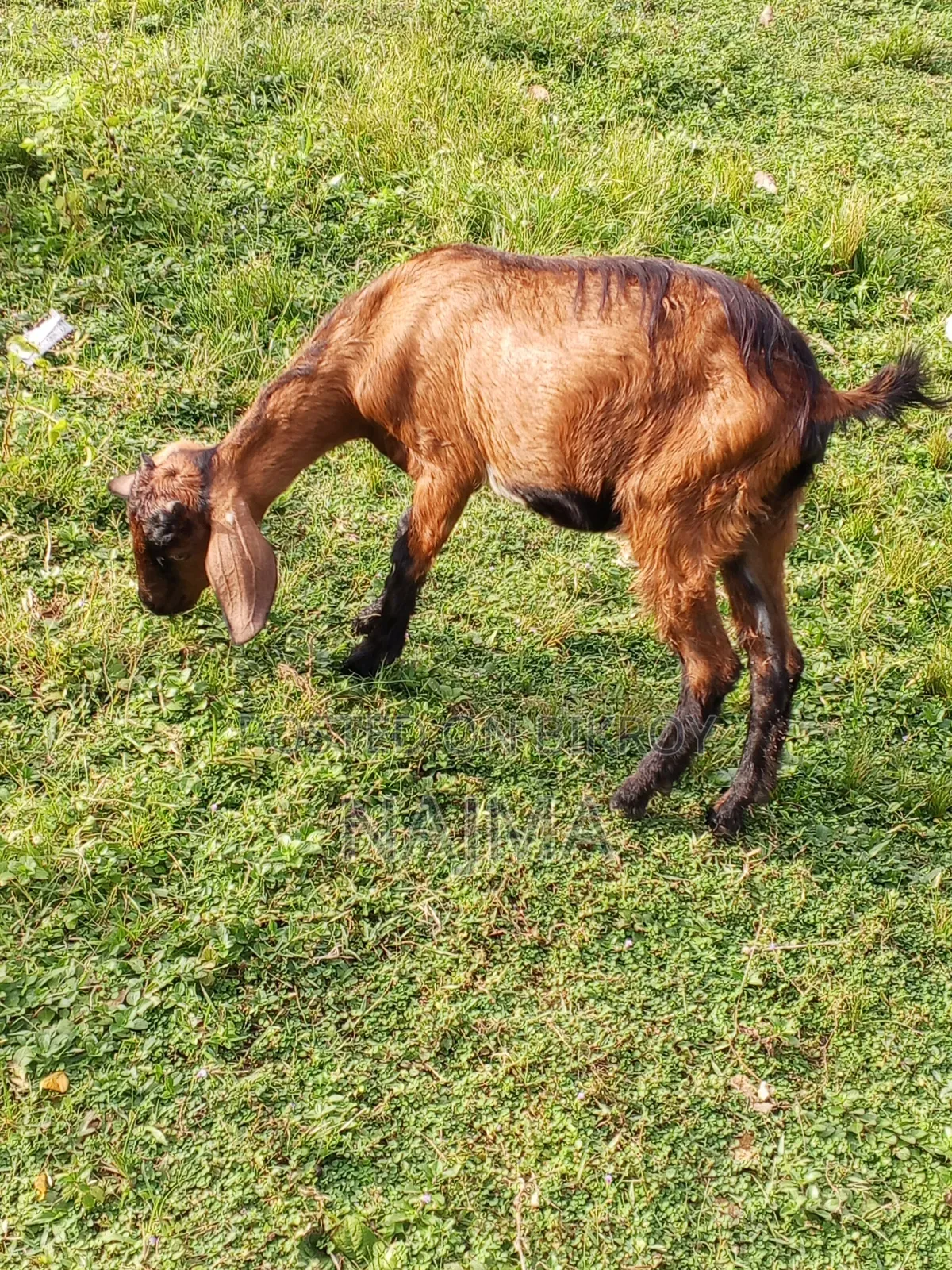 Female Goat for Sale