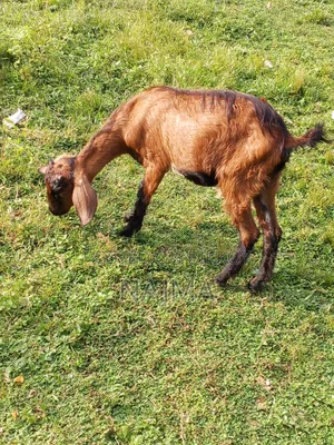 Female Goat for Sale