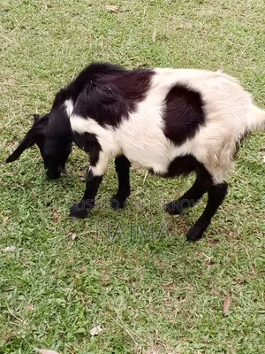 Male Goat for Sale