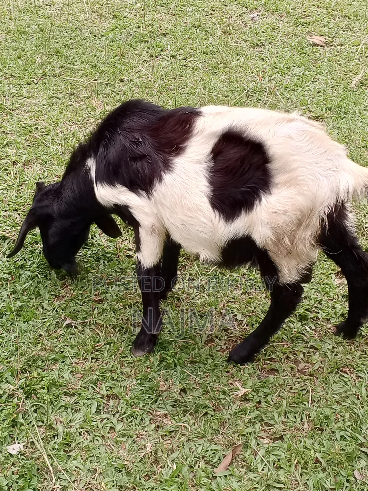 Male Goat for Sale