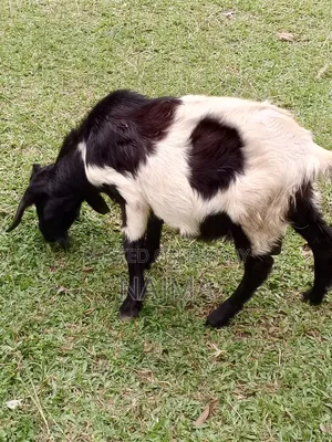 Male Goat for Sale