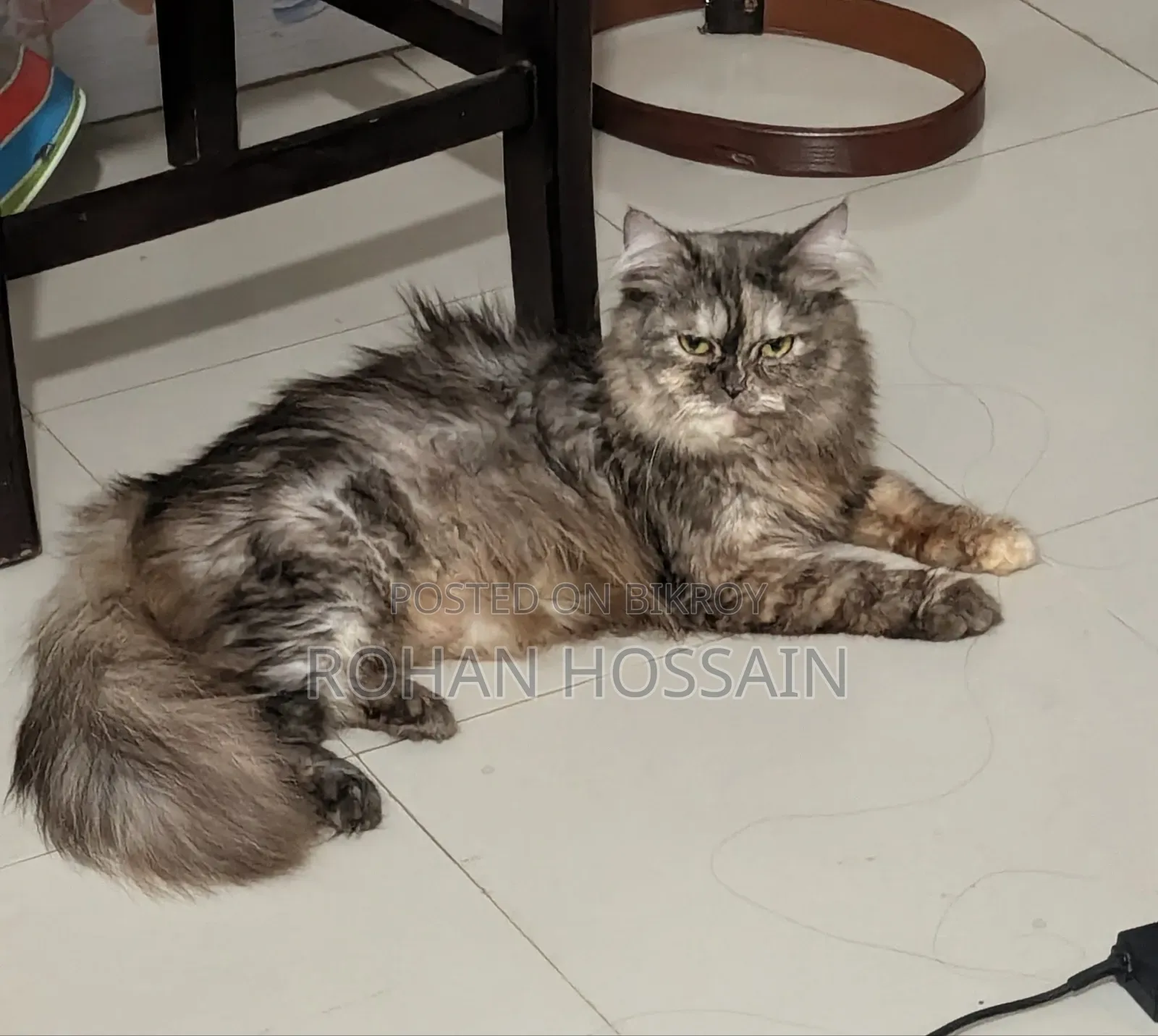 ১+ বছর বয়স্ক খাঁটি পার্সিয়ান মাদী বিড়াল