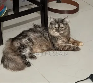 ১+ বছর বয়স্ক খাঁটি পার্সিয়ান মাদী বিড়াল