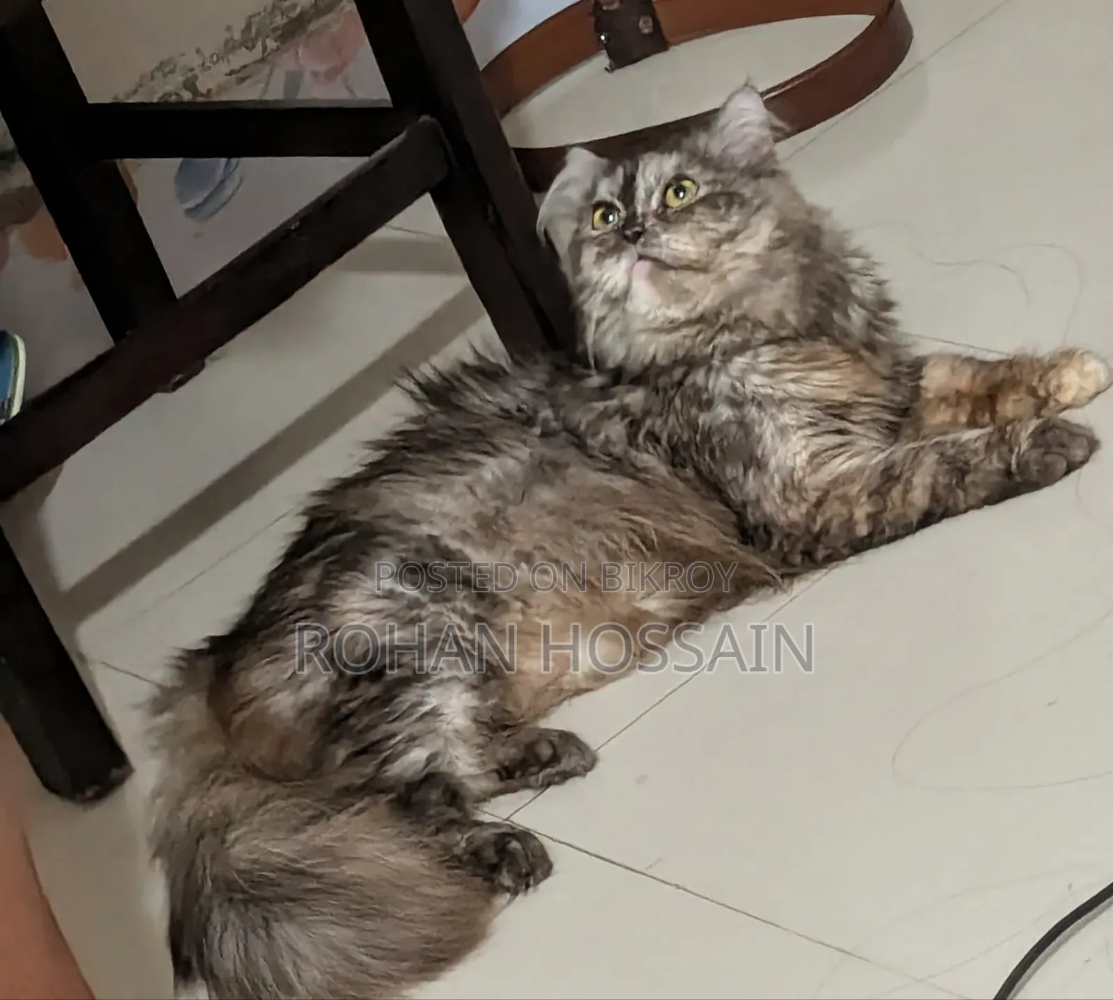 ১+ বছর বয়স্ক খাঁটি পার্সিয়ান মাদী বিড়াল