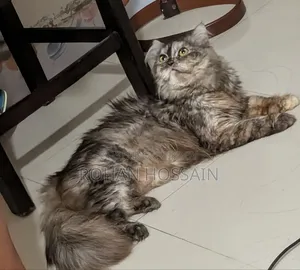 ১+ বছর বয়স্ক খাঁটি পার্সিয়ান মাদী বিড়াল