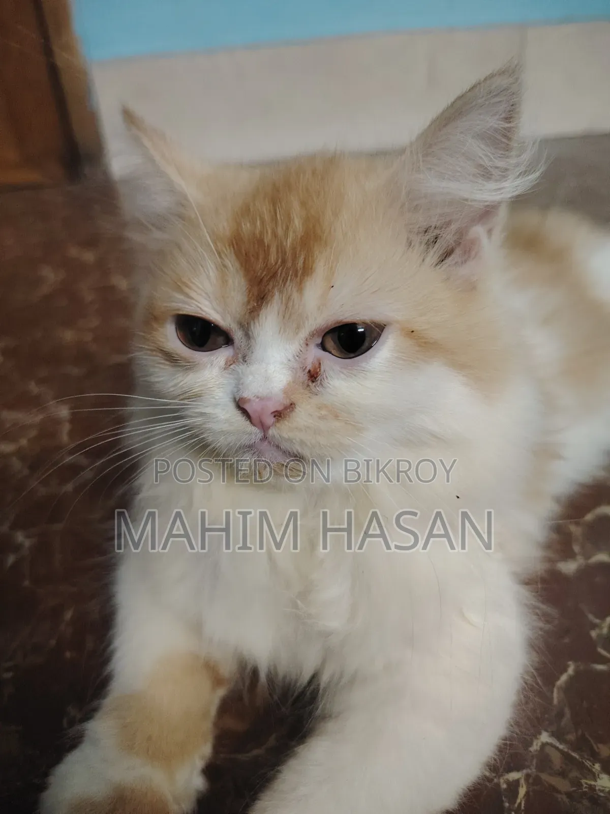 ১-৩ মাসের ফিমেল পিওরব্রেড পার্সিয়ান