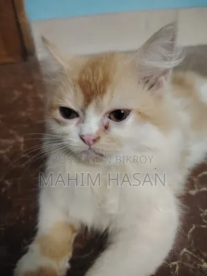 ১-৩ মাসের ফিমেল পিওরব্রেড পার্সিয়ান