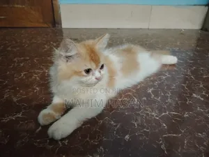 ১-৩ মাসের ফিমেল পিওরব্রেড পার্সিয়ান