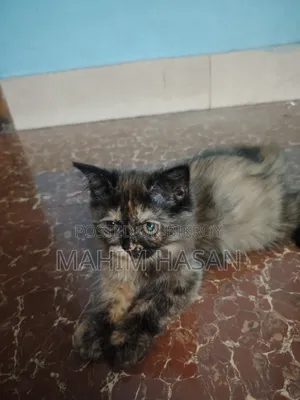 ১-৩ মাস বয়সী ফিমেল পিওরব্রেড পার্সিয়ান