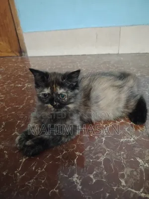 ১-৩ মাস বয়সী ফিমেল পিওরব্রেড পার্সিয়ান